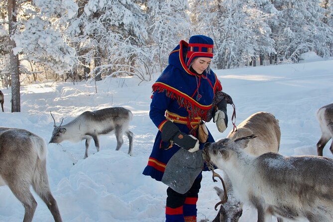 Elevage de rennes à Kiruna