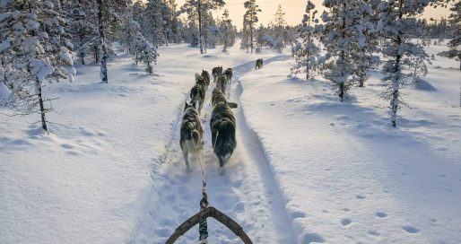 kiruna chiens de traineau