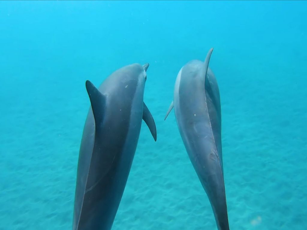 dauphins à la réunion