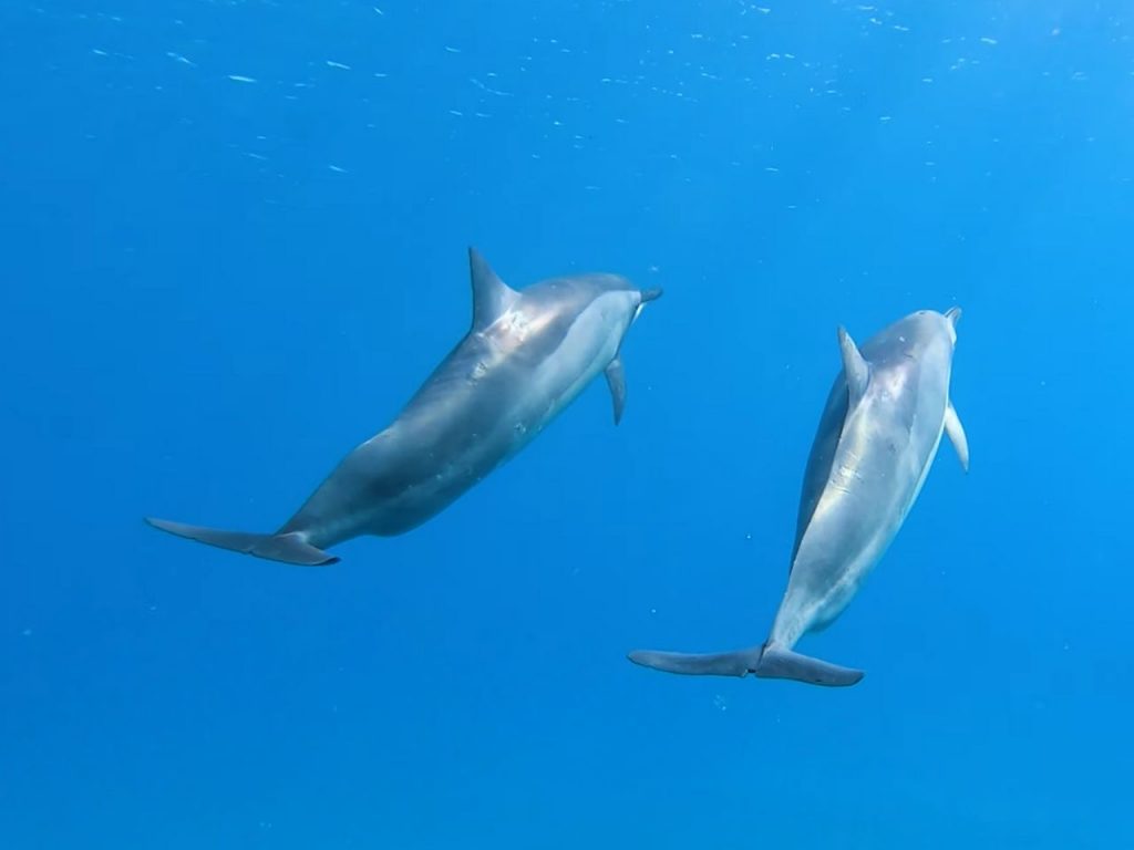 dauphins à la réunion