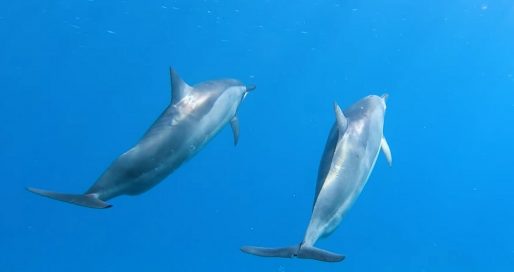 nager avec les dauphins à la réunion