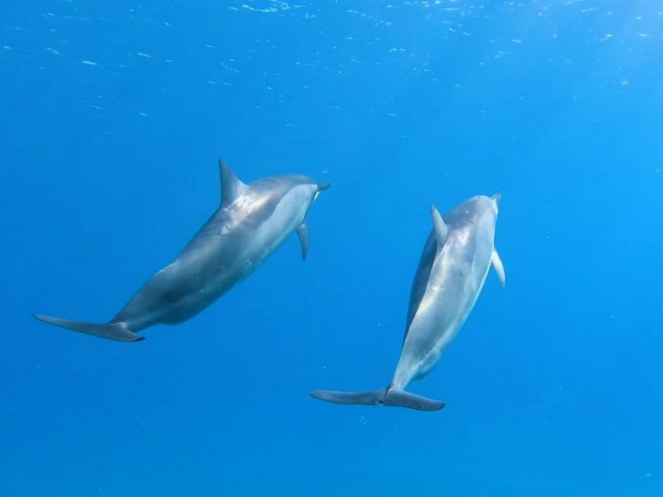 nager avec les dauphins à la réunion