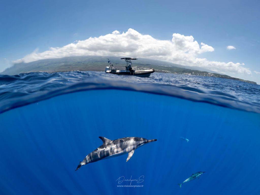nager avec les dauphins réunion