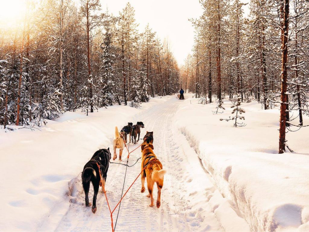 traineau à chiens en suède en hiver